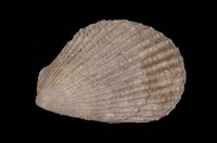 藏品(大白狐蛤)的圖片